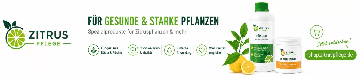 Zitruspflanzen richtig pflegen