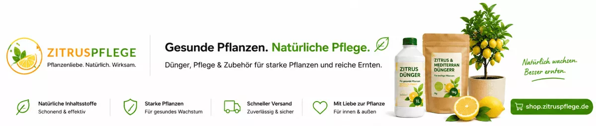 Zitrusbäume optimal auf die Blüte vorbereiten