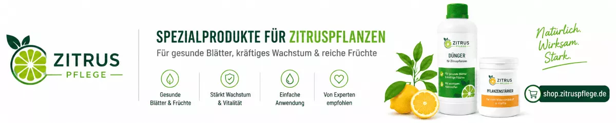 Zitronenpflanzen mit ausgewogener Ernährung pflegen