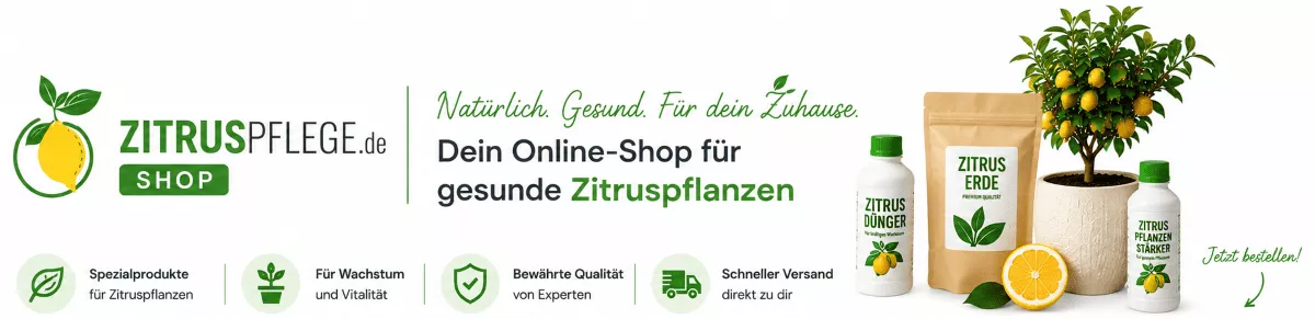 Zitruspflanzen gesund durch den Sommer bringen