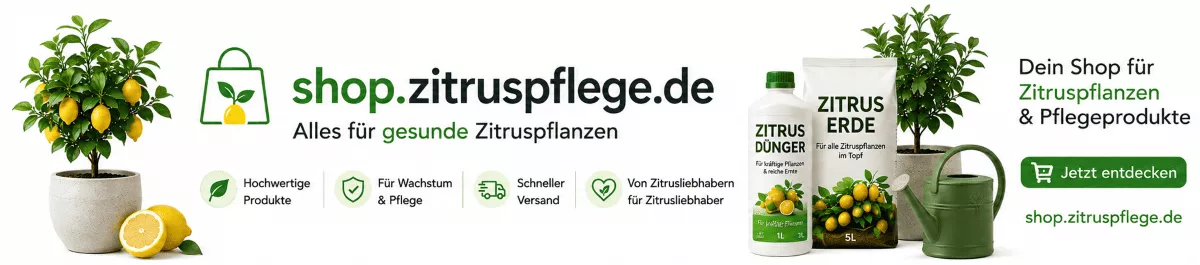 Zitruspflege für eine gesunde Pflanzenbasis