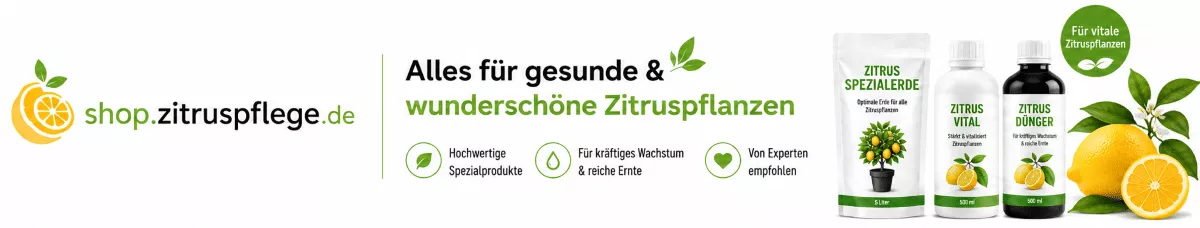 Zitrusbäume mit passender Düngung unterstützen