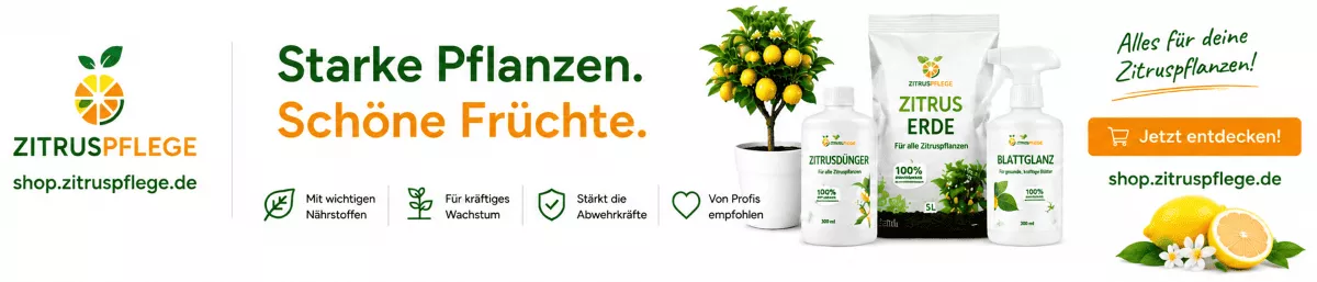 Zitrusgewächse mit Spezialpflege gesund halten