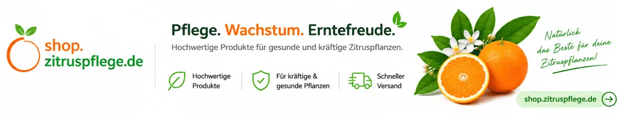 Passende Pflege für mediterrane Kübelpflanzen