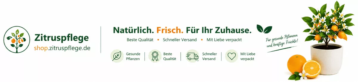 Zitrusbäume im Frühling richtig versorgen