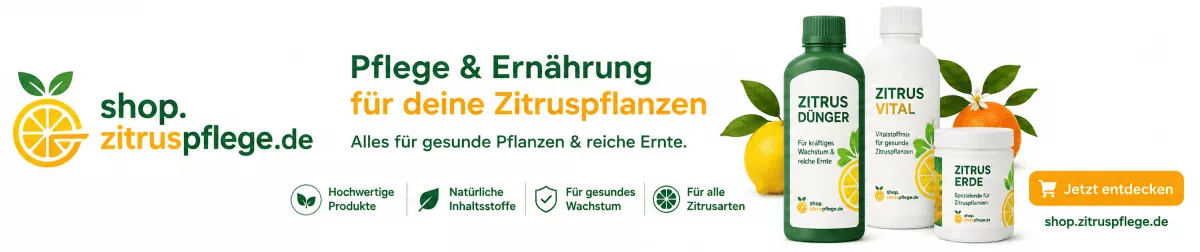 Mandarinenbäume gesund und kräftig halten