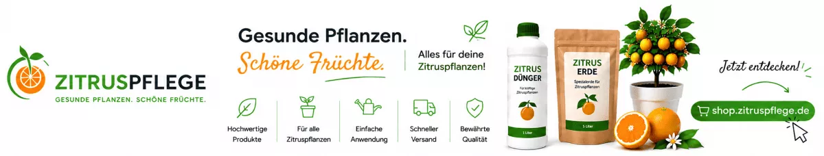 Zitruspflanzen für kräftige Blätter pflegen