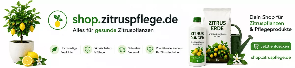 Pflege für mediterrane Pflanzen im Pflanzkübel