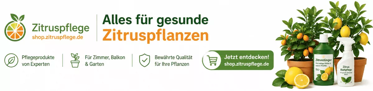 Zitronenbaum Pflege für Balkon und Terrasse