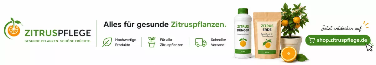 Zitrusgewächse mit optimaler Pflanzennahrung versorgen
