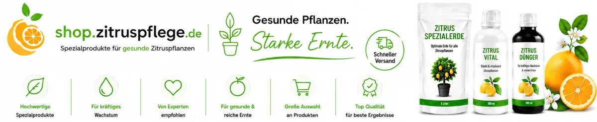 Orangenbaum im Kübel gesund kultivieren