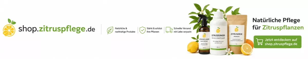 Zitrusbäume für eine reiche Ernte vorbereiten