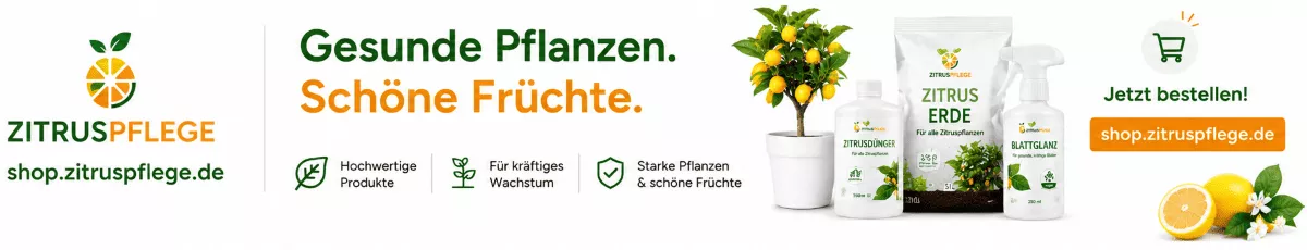 Professionelle Pflege für Zitrusbäume im Topf