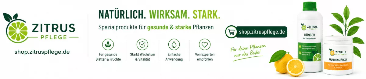 Zitrusbäume gesund durch die Wachstumsphase bringen