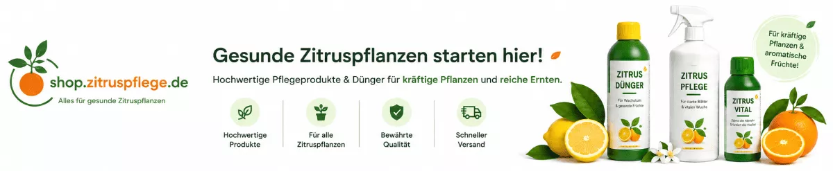 Pflege für Zitruspflanzen mit Früchten