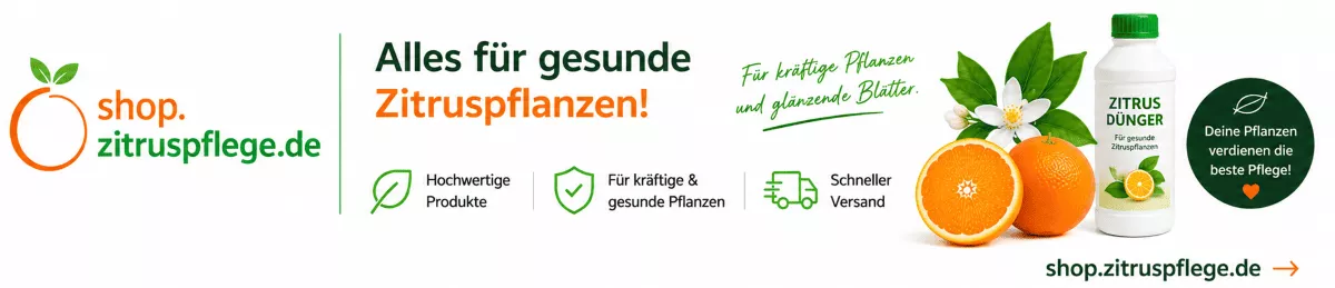 Orangenbaum Pflege mit passendem Dünger