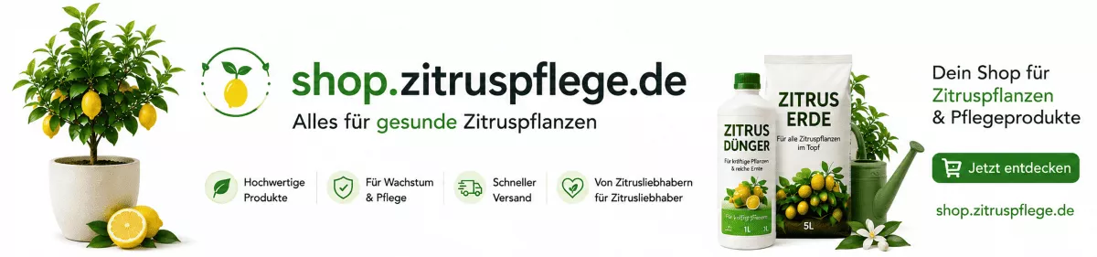 Gesunde Zitruspflanzen mit optimaler Düngung