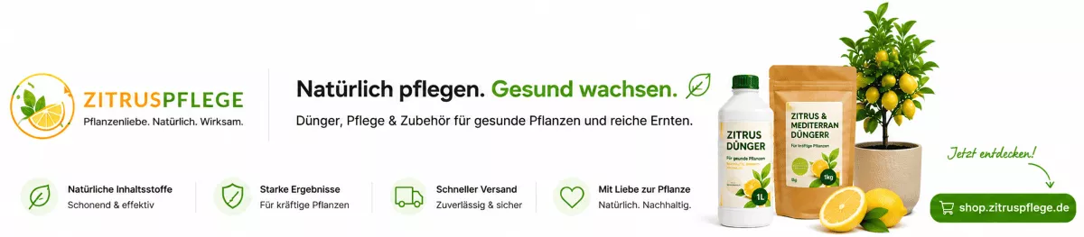 Zitronenbaum Erde für gesunde Wurzeln