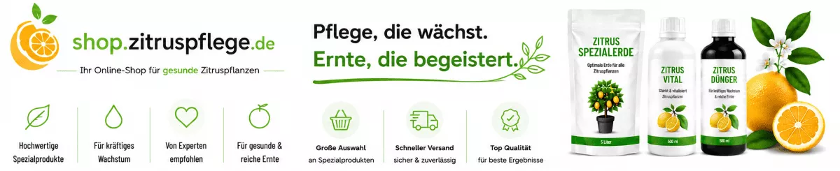 Zitronenpflanzen mit Spezialdünger pflegen