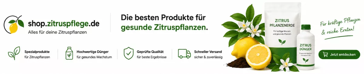 Zitruspflanzen im Kübel richtig versorgen