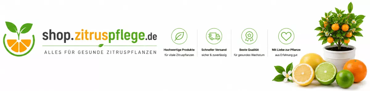 Zitronenbaum Pflege für kräftige Früchte
