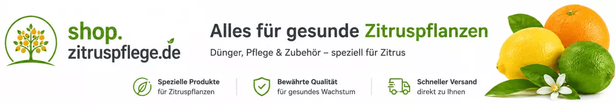 Optimale Pflege für Orangenpflanzen