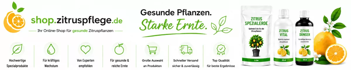 Limettenpflanzen gesund und kräftig halten