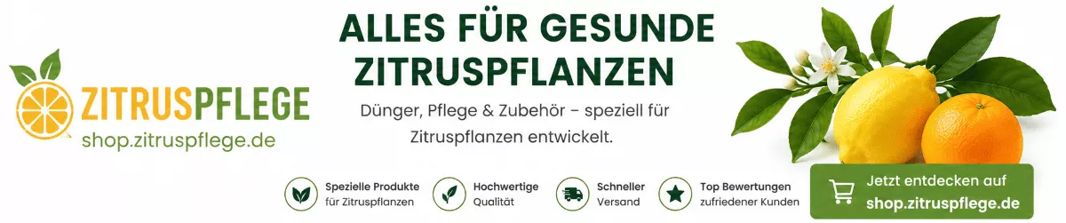 Mediterrane Zitruspflanzen für Balkon und Terrasse