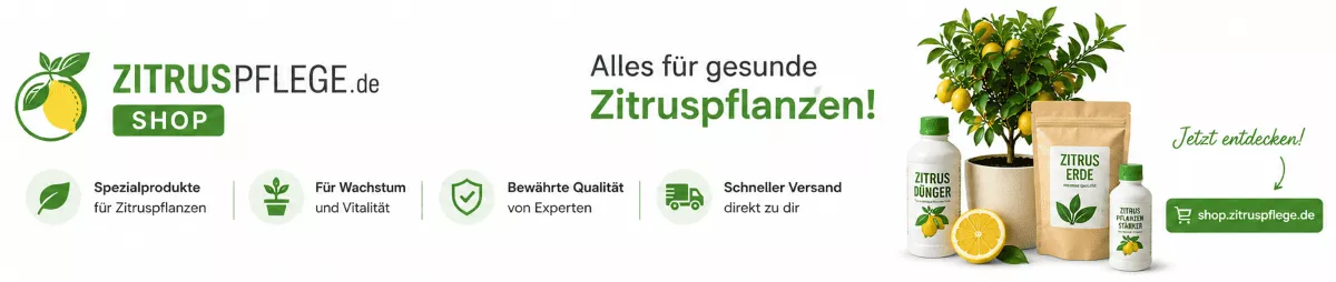 Gesunde Zitronenbäume erfolgreich pflegen