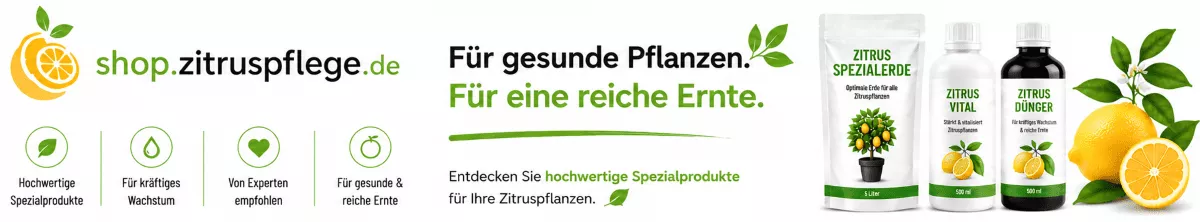 Zitronenbäume mit der richtigen Pflege stärken