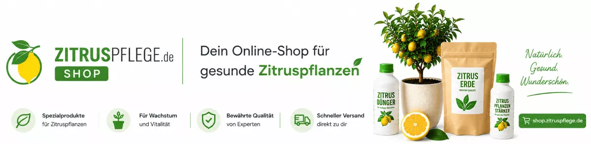 Zitruspflege für eine kräftige Pflanzenentwicklung
