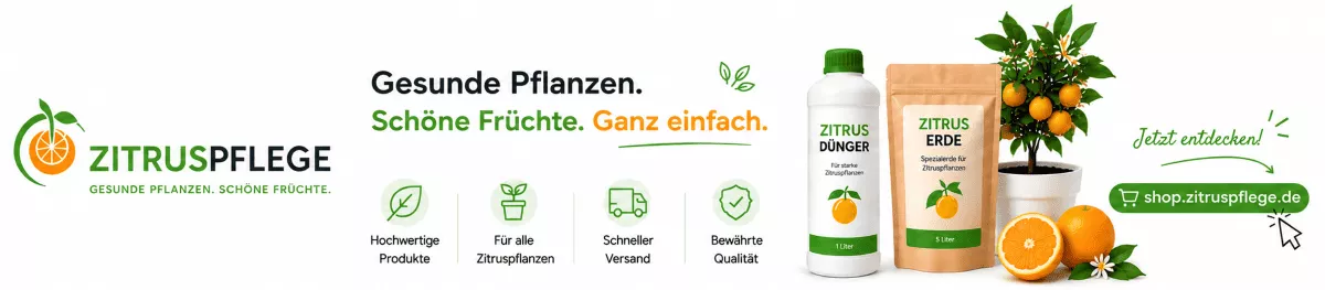 Zitronenpflanzen im Kübel richtig pflegen