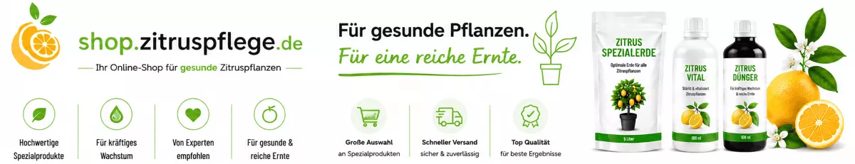 Orangenbäume im Kübel optimal versorgen