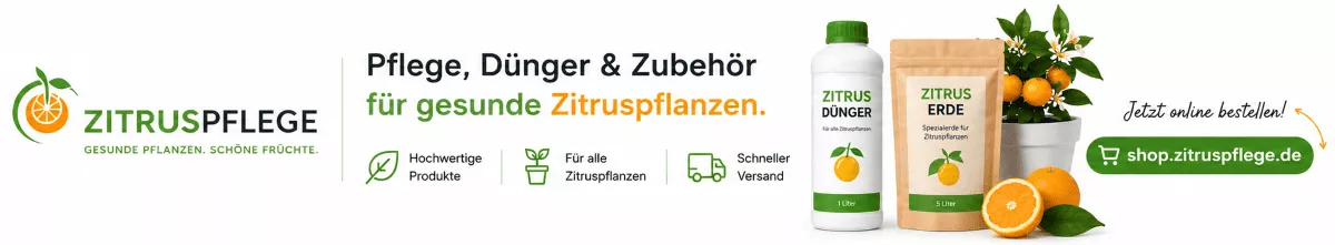 Zitronenbäume mit passender Erde umtopfen
