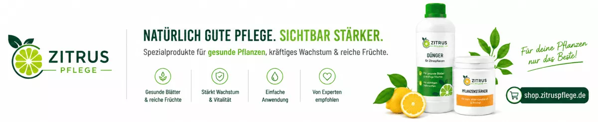 Pflege für blühende Zitruspflanzen