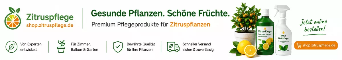Zitruspflanzen für Balkon und Terrasse pflegen