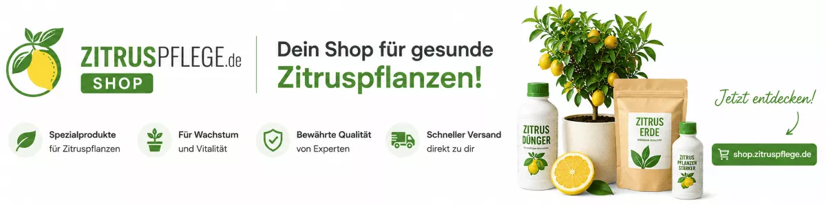 Gesunde Zitrusbäume mit optimaler Ernährung