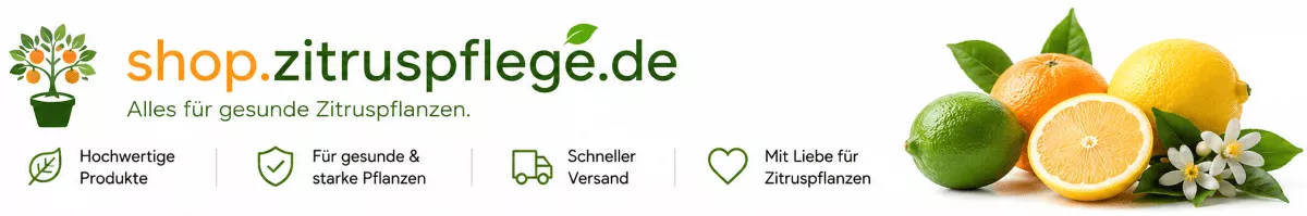 Zitrusbäume im Frühling richtig düngen