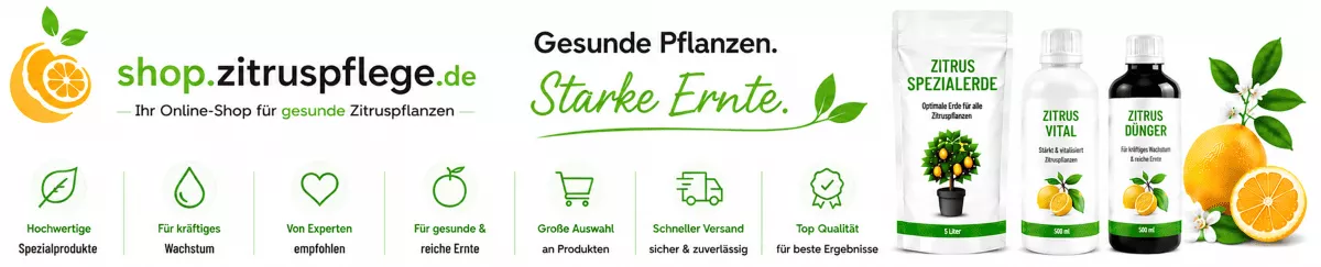Sommerpflege für Zitronenbäume