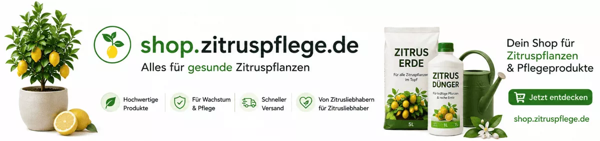 Zitruspflanzen auf die kalte Jahreszeit vorbereiten