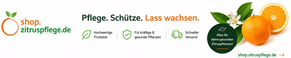 Winterpflege für mediterrane Zitrusbäume