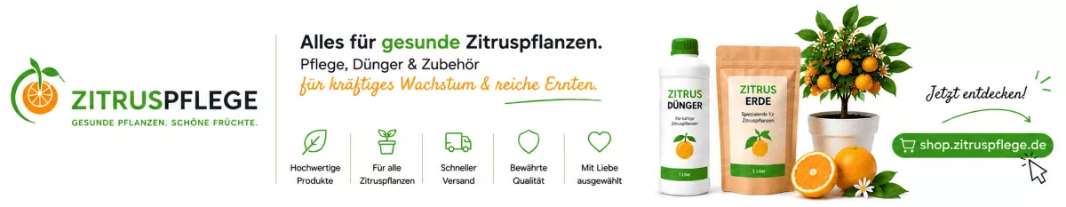 Zitronenbaum im Kübel gesund erhalten