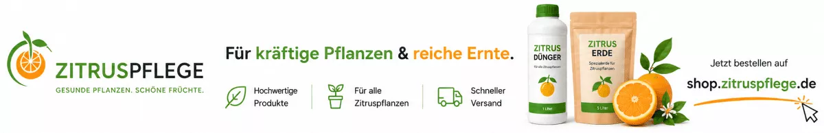 Pflege für junge Zitruspflanzen