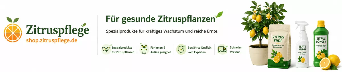 Zitruspflanzen mit ausgewogener Düngung versorgen