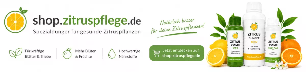 Zitrusbäume für eine erfolgreiche Fruchtbildung pflegen