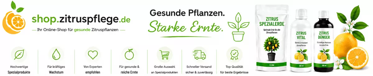 Limettenbäume optimal im Kübel pflegen