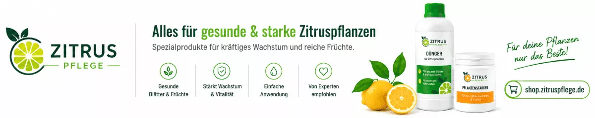 Zitronenbäume mit hochwertiger Pflanzennahrung pflegen