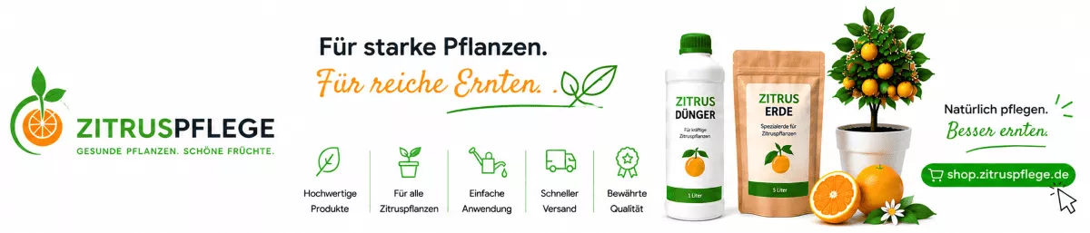 Zitronenbäume mit wichtigen Nährstoffen versorgen