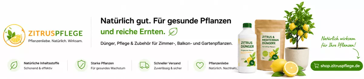 Zitruspflanzen mit den richtigen Nährstoffen versorgen