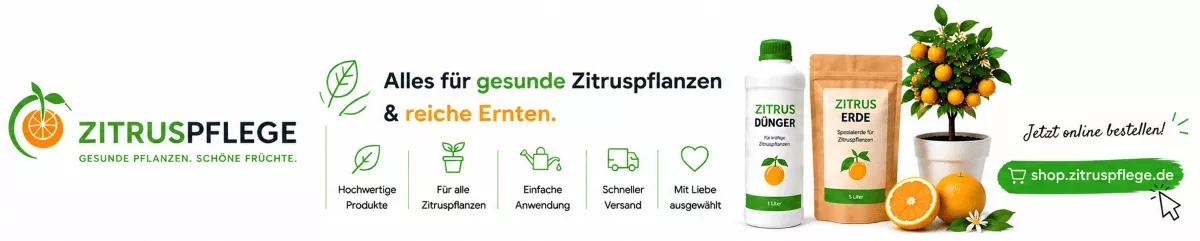 Gesunde Blätter bei Zitronenbäumen fördern